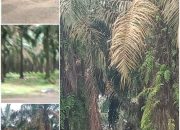 TM Afdling 7 “Cuci Muka”? Sawit Diserang Jamur dan Ulat, Anggaran Pruning Jadi Tanda Tanya Besar!