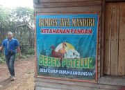 Sorotan Tajam BUMDes Curup Guruh Kagungan: Dana Rp150 Juta, 200 Ekor Bebek Tak Terlihat Seekor Pun!