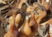 Skandal Dana Desa Meledak! 6.000 Bebek Mati Dalam 3 Bulan, Uang Ratusan Juta Diduga “Lenyap” Tanpa Jejak