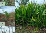 Kebun Mayang Meledak! TBM Diduga “Hilang Nyawa”, Perawatan Fiktif Mulai Terkuak