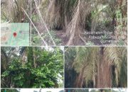 Pruning Rasa Proyek? Dugaan Biaya Fantastis di Kebun Mayang Picu Kecurigaan