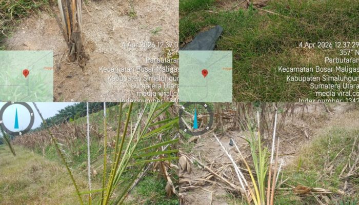 Dari Bibit Kampung ke “Kuburan” Sawit: Skandal Kebun Mayang Diduga Jadi Ladang Pembakaran Uang Negara!