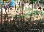 Heboh di Marihat Bandar, Pangulu Lanbdouw Diduga Lepas Tanaman Ubi yang Bukan Haknya
