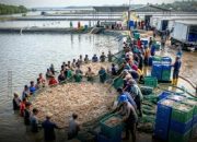 Pria di Jateng Dipidana 5 Tahun dan Denda Rp 1 Miliar, Dijerat Pasal Alih Fungsi Lahan, Lampung Utara Aman