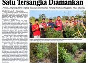 Ladang Diduga Ganja di Sukau, Satu Tersangka Diamankan